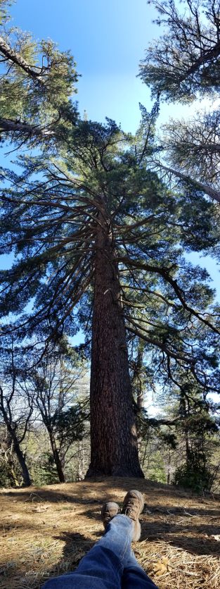 booted feet under a big tree