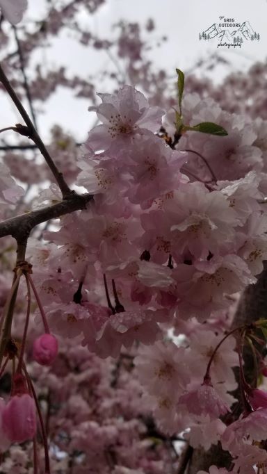 cherry blossoms on a tree