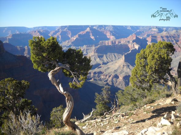 a joshua tree at the edge of the grand canyon